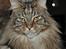 Maine Coon Mooshead Larry