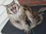 Maine Coon Mooshead Larry