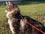 Maine Coon Mooshead Larry