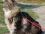 Maine Coon Mooshead Larry