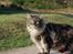 Maine Coon Mooshead Larry