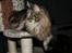 Maine Coon Mooshead Larry