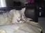 Maine Coon DK Agerskov's Bailey (Malou)