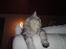 Maine Coon DK Agerskov's Bailey (Malou)