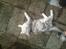 Maine Coon DK Agerskov's Bailey (Malou)