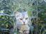 Maine Coon DK Agerskov's Bailey (Malou)