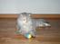 Maine Coon Lucky Coon's killing R.I.P <3 †