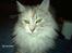 Maine Coon Lucky Coon's killing R.I.P <3 † - min lille smukke pige R.I.P
