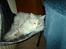 Maine Coon Lucky Coon's killing R.I.P <3 †