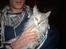 Maine Coon Lucky Coon's killing R.I.P <3 †