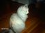 Maine Coon Lucky Coon's killing R.I.P <3 †
