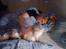 Maine Coon Lucky Coon's killing R.I.P <3 † - sidste nat med killing