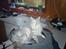 Maine Coon Lucky Coon's killing R.I.P <3 †