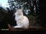 Maine Coon basse