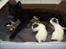 Huskat Kitty/Lille mis <3. - Igen :-) Tak fordi i kiggede med!