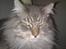 Maine Coon DK Engberg's Arkimedes (kælenavn Surfer)
