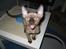 Devon Rex Vonaldenborg´s Bacon Balthazar