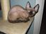Devon Rex Vonaldenborg´s Bacon Balthazar