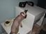 Devon Rex Vonaldenborg´s Bacon Balthazar