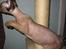 Devon Rex Vonaldenborg´s Bacon Balthazar