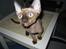 Devon Rex Vonaldenborg´s Bacon Balthazar