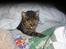 Huskat Pjock<3 R.I.P.<3 - Pjock ligger i min seng med dyne på inden sengetid. "You make me happy and delighted!<3"