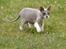 Don Sphynx AbrakadabraMidtnight Star