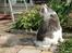 Maine Coon Milkiway - sommer 2011