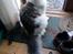 Maine Coon Milkiway