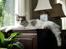Maine Coon Milkiway