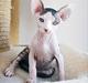 Sphynx Phil collins