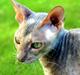 Cornish Rex Biccibonny's Deena of Beniac