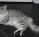 Maine Coon Silke