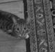 Huskat Feline (R.i.P)