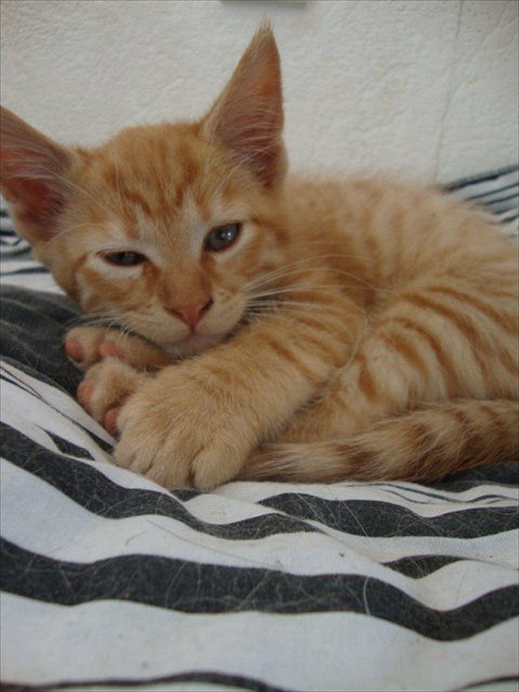 Blanding af racer Hannibal billede 5