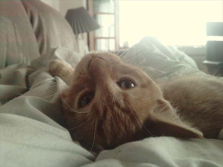 Blanding af racer Hannibal billede 6