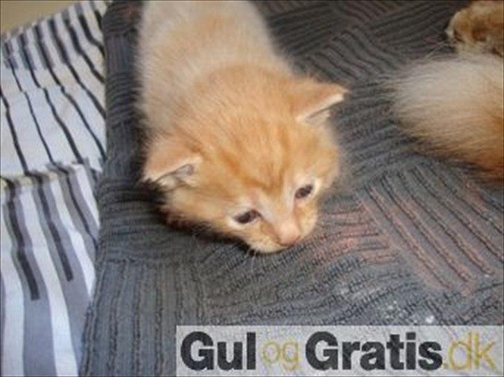 Blanding af racer Hannibal billede 7