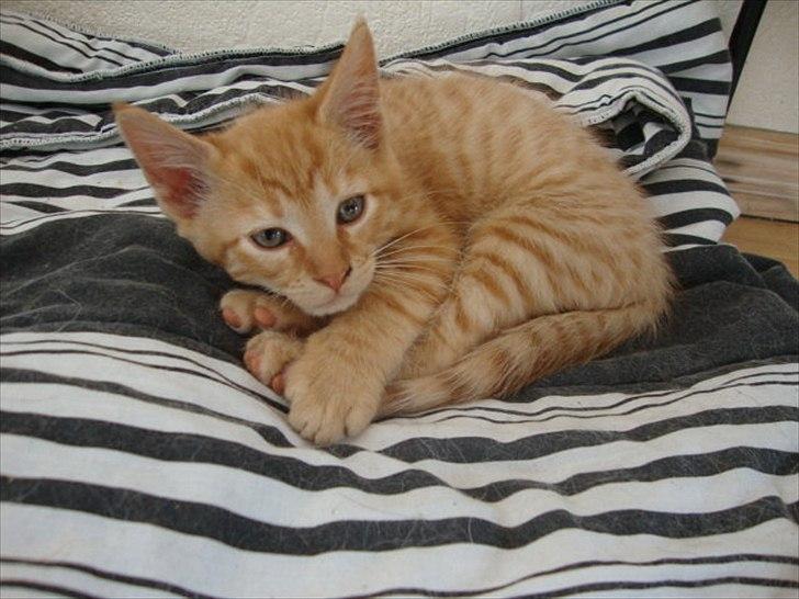 Blanding af racer Hannibal billede 8