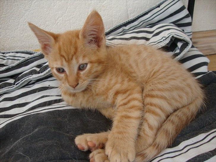 Blanding af racer Hannibal billede 9