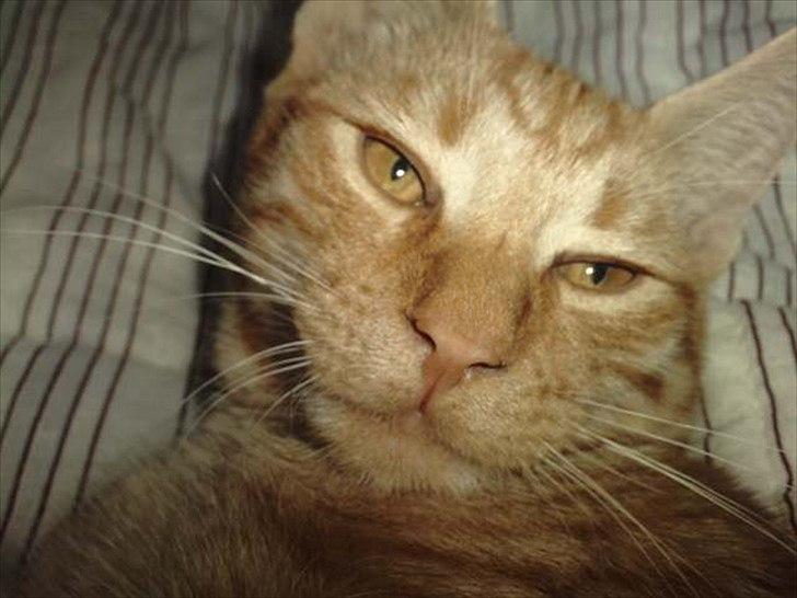 Blanding af racer Hannibal billede 10