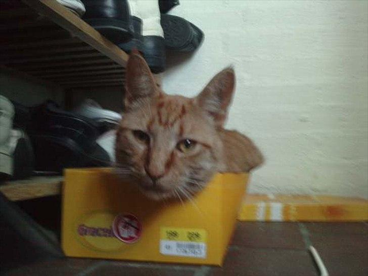 Blanding af racer Hannibal billede 11