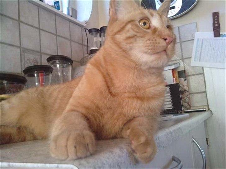 Blanding af racer Hannibal billede 12