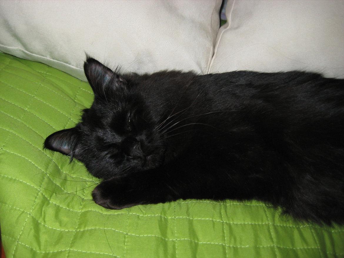 Blanding af racer Fiona billede 8