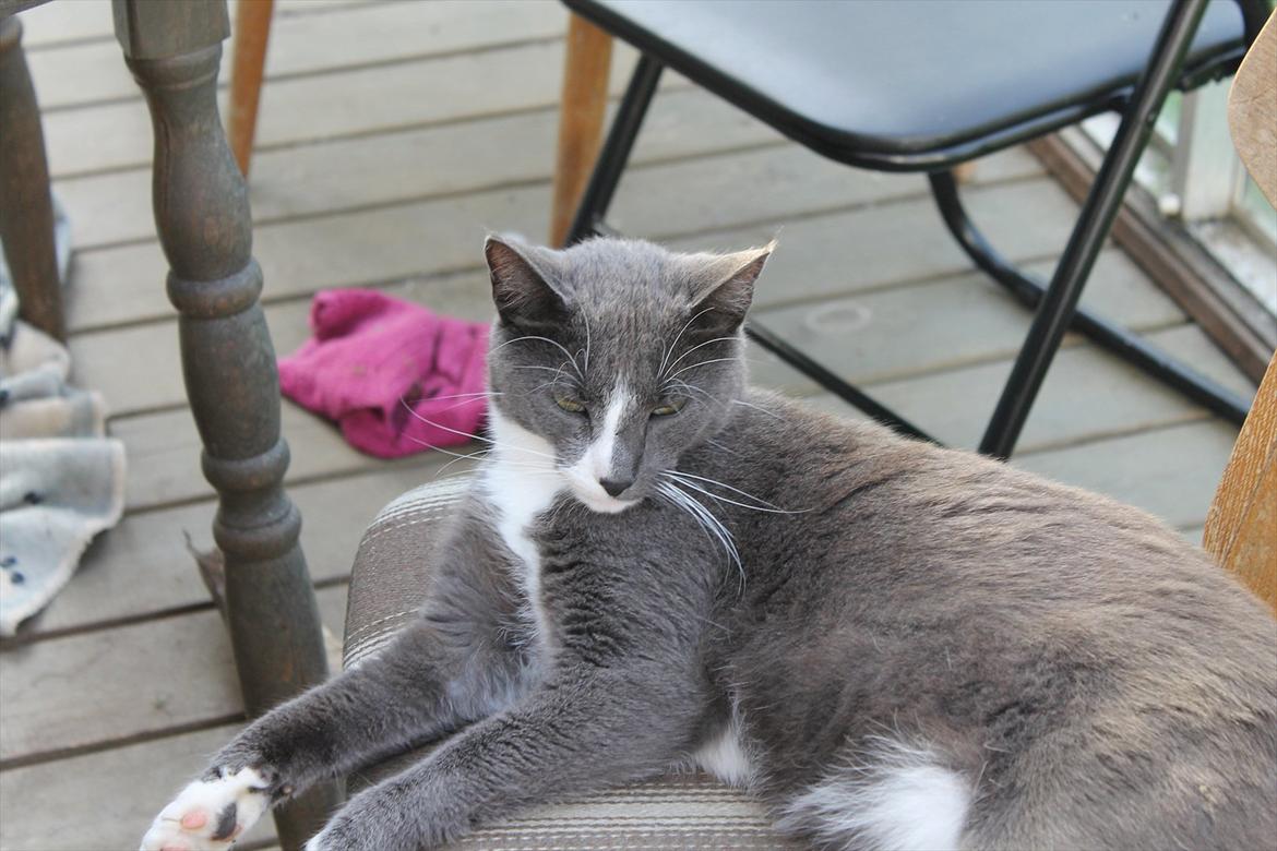 Huskat Disel(MIN SØSTERS) billede 12