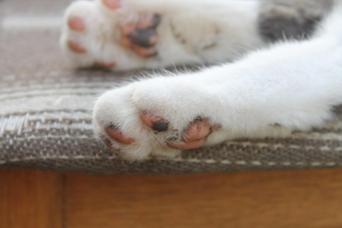 Huskat Disel(MIN SØSTERS) billede 13