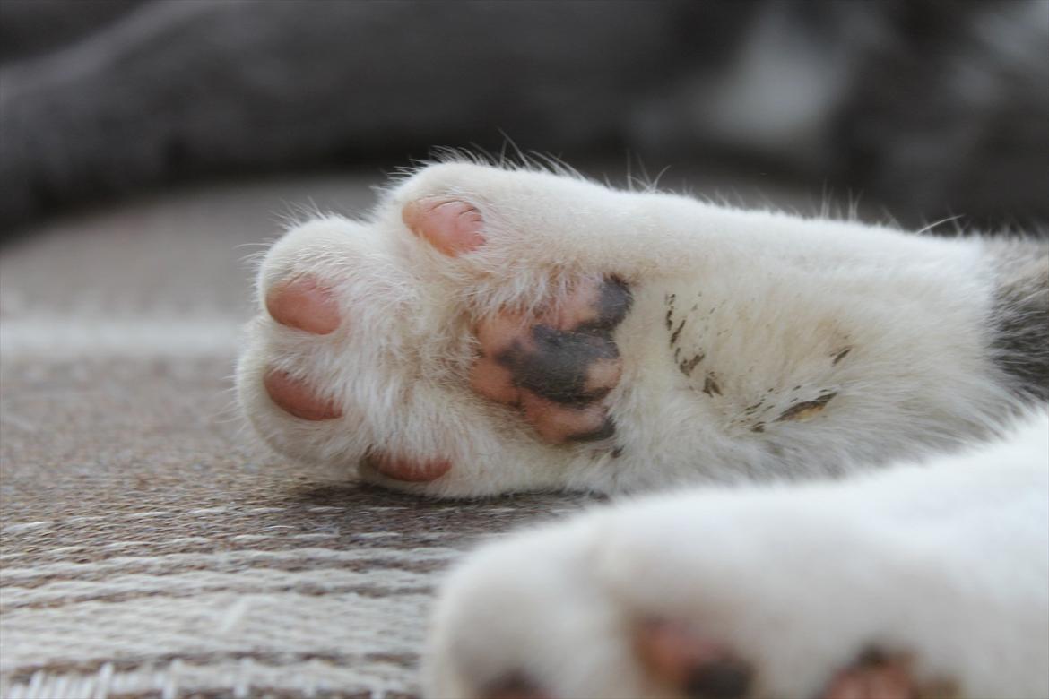 Huskat Disel(MIN SØSTERS) billede 14