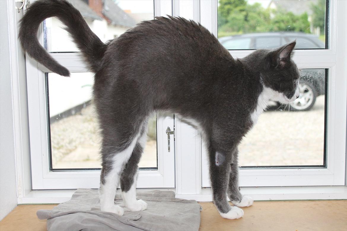 Huskat Disel(MIN SØSTERS) billede 15