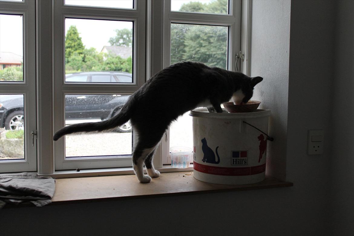 Huskat Disel(MIN SØSTERS) billede 16