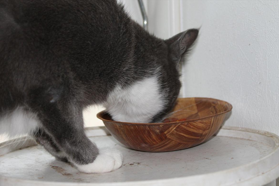 Huskat Disel(MIN SØSTERS) billede 17