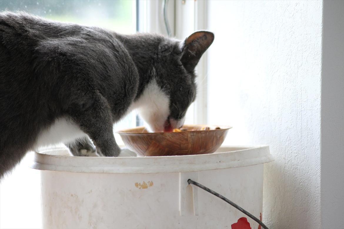 Huskat Disel(MIN SØSTERS) billede 18